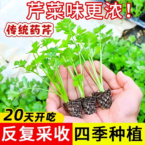农家传统药芹苗 老品种本地农家土芹菜根苗带土 水果小香芹菜秧苗