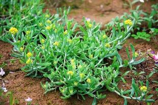 鼠曲草籽 曲鼠草籽粿黄花艾清明菜种子佛耳草清明草粑粑果田艾种