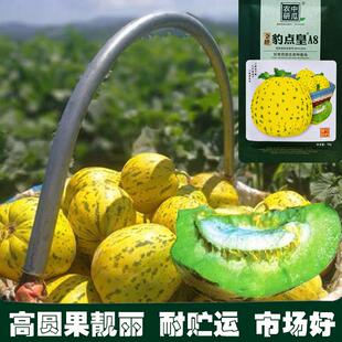 金牌豹点皇A8甜瓜种子大圆果特大八里香高糖绿肉香瓜种籽春秋播