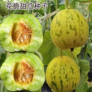 豹点花脆甜瓜种子薄皮香瓜种籽超甜八里香种籽春秋播种水果甜瓜种