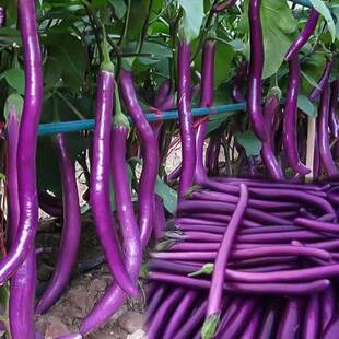杭茄一号线 线茄子苗特大紫红长茄苗黑色圆茄幼苗绿罐茄王四季蔬
