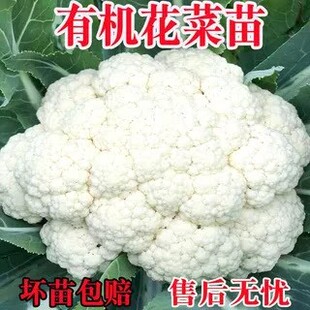 秋冬松花菜苗白花菜西兰花苗绿甘蓝包菜莴笋大白菜秧盆栽蔬菜秧苗