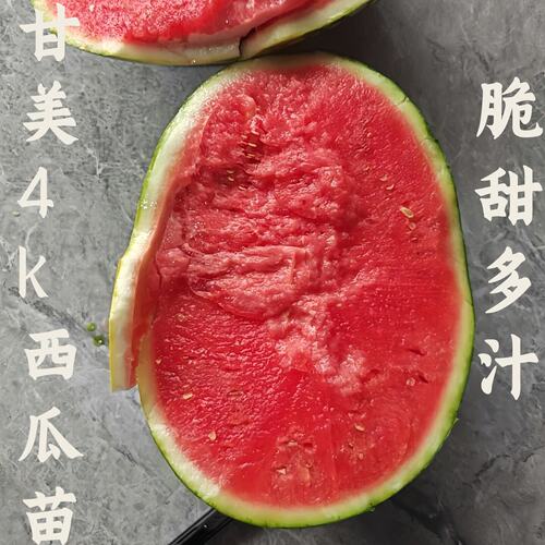 西瓜秧苗早熟8424新品种爆甜甘美4k水果苗南方四季薄皮特大高产苗
