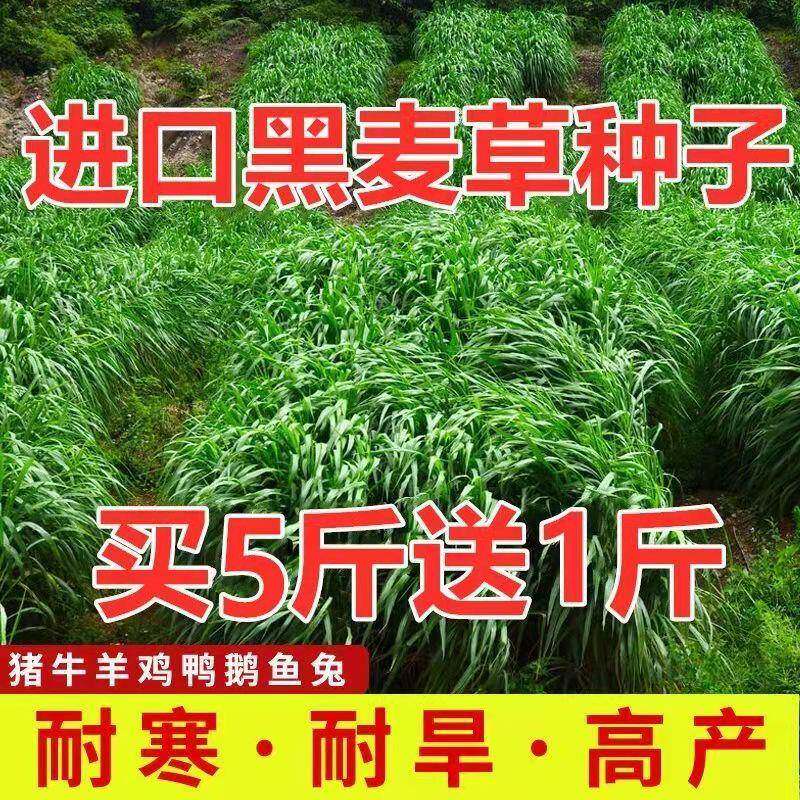 牧草种子甜象草黑麦草种籽高丹草四季高产鸡鸭鹅牛羊鱼草畜牧养殖