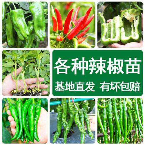 高产辣椒苗秧苗四季小米樟树港薄皮广东阳台盆栽本地特辣湖南种子