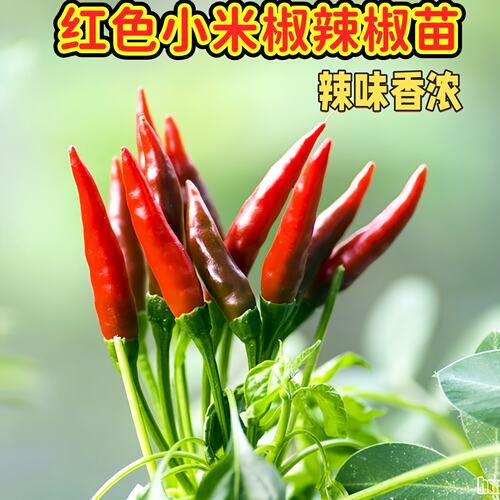 红色小米椒辣椒苗秧压趴架四季阳台盆栽红白小米辣苗阳台庭院盆栽