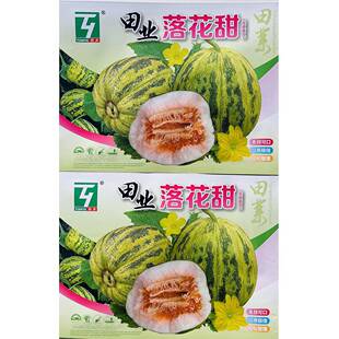 落花甜八里香花姑娘甜瓜种子脆甜清香多汁易种好管理抗病阳台庭院