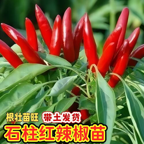 石柱红辣椒苗秧苗超辣小米辣苗高产簇生阳台盆栽南北方种蔬菜苗