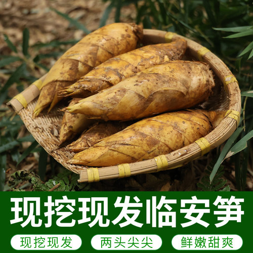 绿蛮园冬笋新鲜现挖5斤毛竹笋