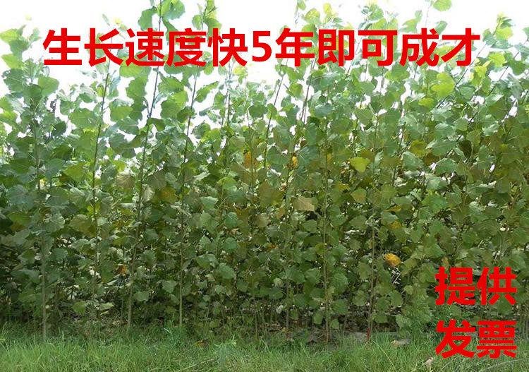 速生杨树品种有美洲黑杨107南抗1号南抗2号,南林95,895杨树苗