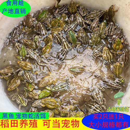 稻田蛙田鸡鲜活青蛙肉活体青蛙黑斑蛙散养青蛙宠物龙鱼黑鱼活饵