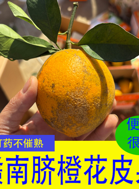 次果丑果花皮果赣南脐橙江西安远特产新鲜应季水果当季手剥橙子