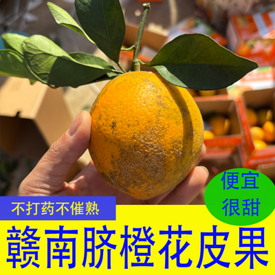 次果丑果花皮果赣南脐橙江西安远特产新鲜应季水果当季手剥橙子