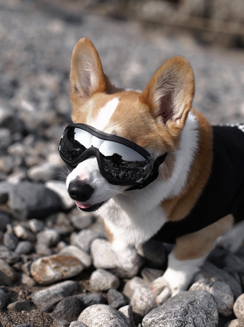 宠物眼镜护目镜柯基狗狗太阳镜墨镜防水防风防晒防紫外线中大型犬,宠物/宠物食品及用品,其它服饰配件,淘宝优惠券,粉丝福利购,淘宝优惠卷