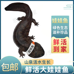 娃娃鱼食用娃娃鱼鲜活体活鱼水产海鲜滋补送礼月子餐汤