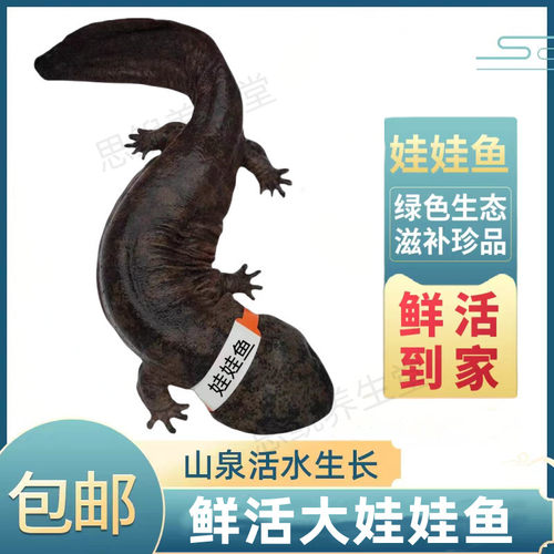 娃娃鱼食用娃娃鱼鲜活体活鱼水产海鲜滋补送礼月子餐汤