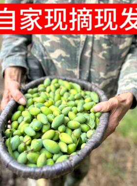 闽清2号橄榄青枣脆新鲜橄榄两头尖福建酥脆无渣闽清梅香二号生吃