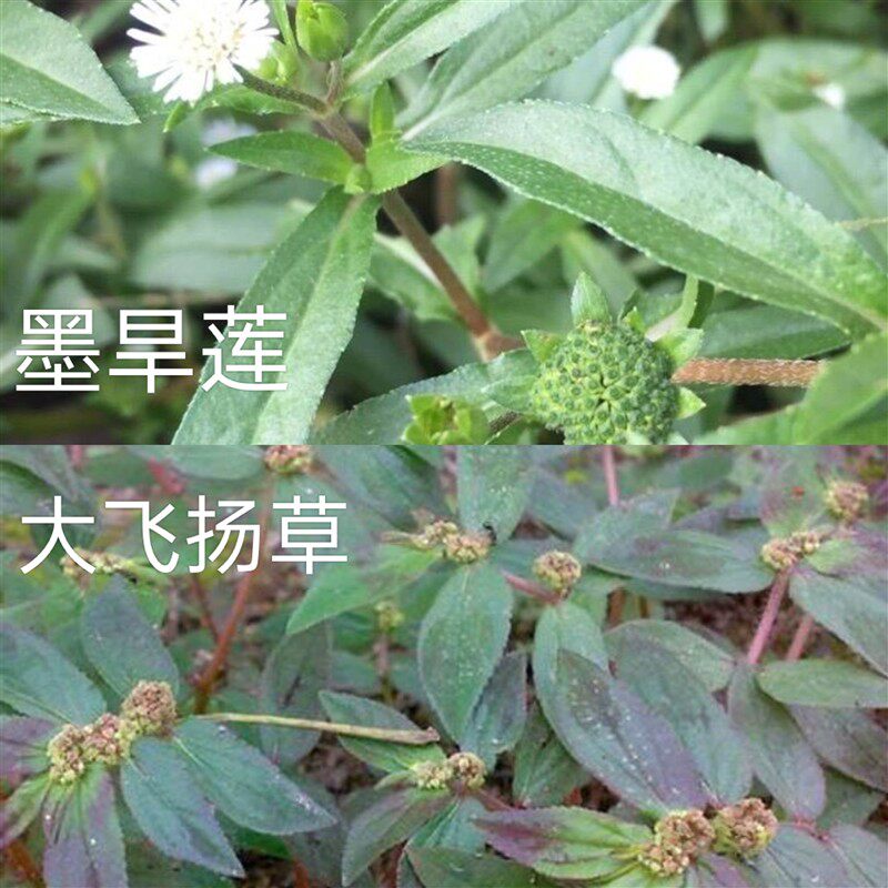 艾草泡澡包宝宝婴儿童成人皮擦洗手脚红疙瘩湿荨麻
