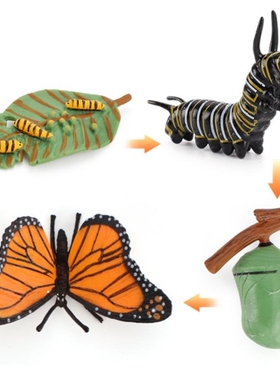 Kids Educational Toys Plant Seeds Growth Life Cycle Playset