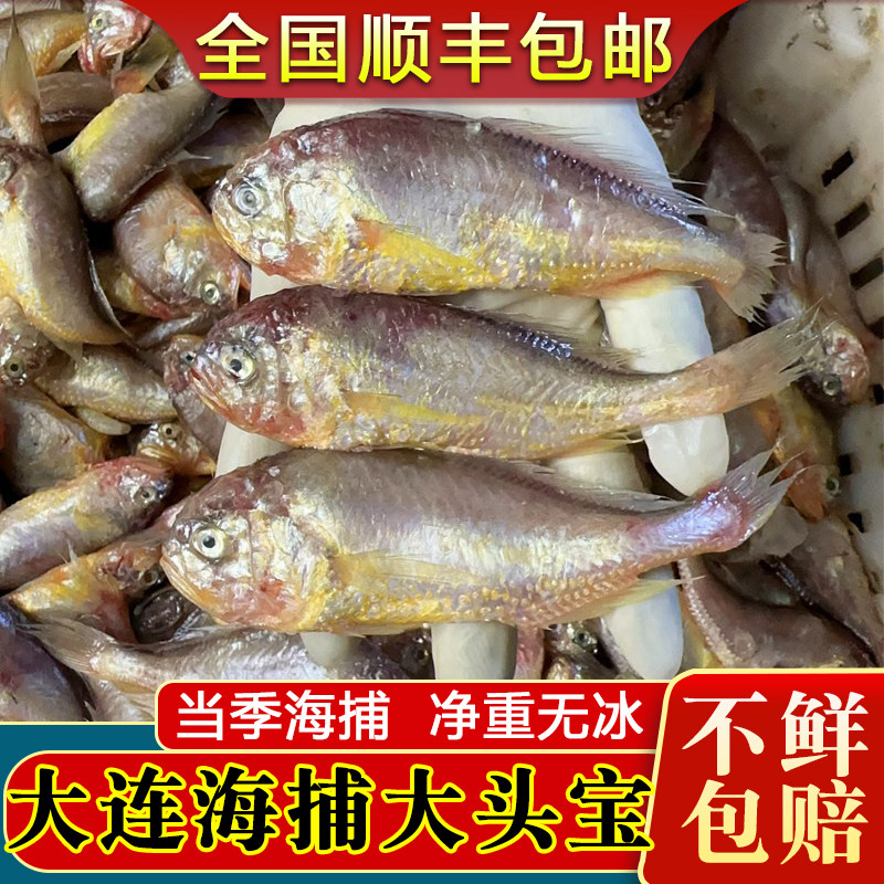 大连梅童鱼新鲜大头宝海鱼天然黄梅丁纯野冷冻生鲜梅子鱼5斤包邮