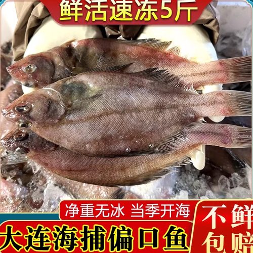 大连偏口鱼5斤顺丰包邮