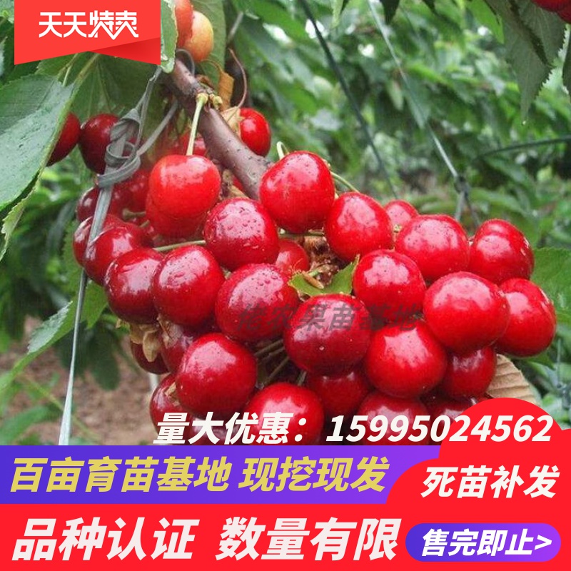 嫁接櫻桃苗果樹苗盆栽地栽車厘子苗櫻桃樹苗南北方種植苗當年結果在類目 鮮花速遞/花卉仿真/綠植園藝, 花園植物/行道樹/果樹, 果樹中 - 來自Buy2taobao.com提供專業的淘寶代購服務