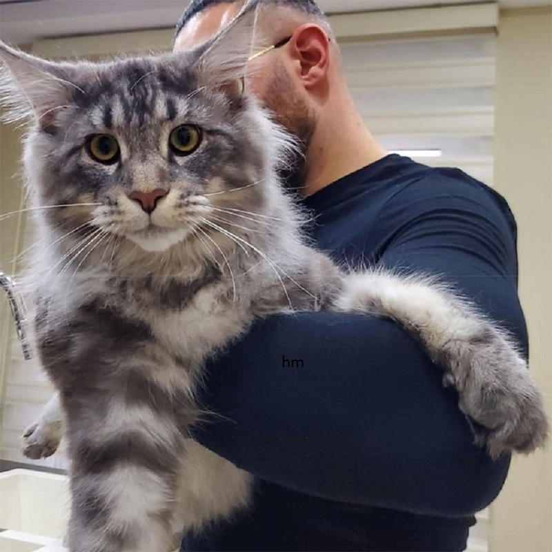 缅因猫幼猫咪纯种长毛银虎斑巨型宠物西伯利亚森林红棕小崽活体物