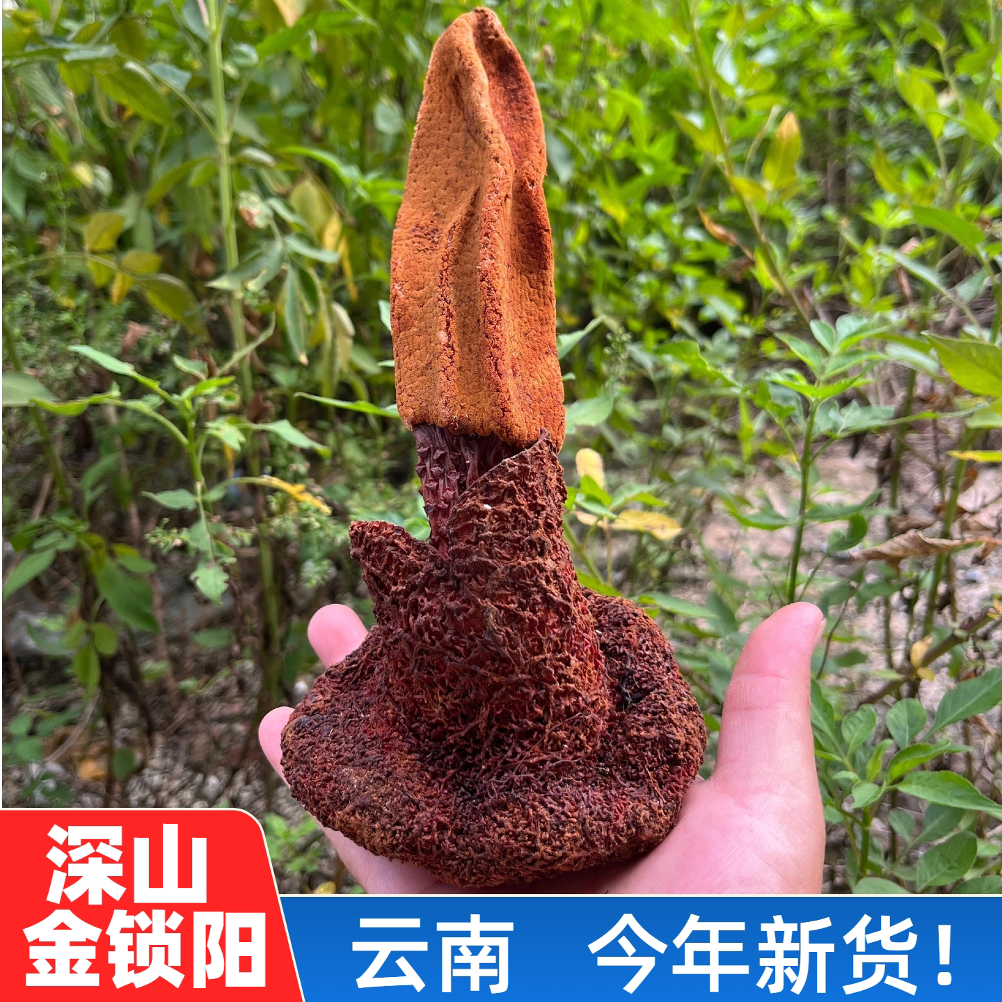 云南深山金锁阳正品续阳草中药材正宗无硫不老草男性泡酒料