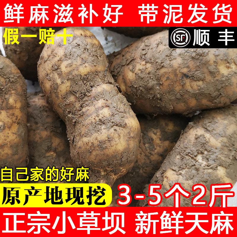 天麻新鲜现挖现发 云南昭通小草坝500g1斤非野生特级切片打粉包邮