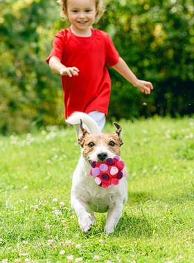 Dog Sniffing Ball Puzzle Interactive Toy Portable Pet SnufCG