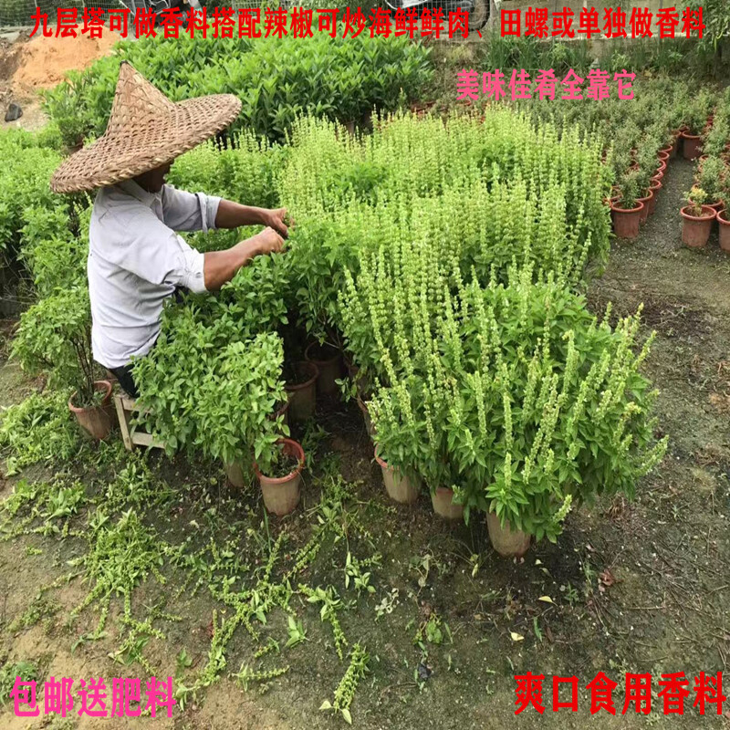 可食用九层塔潮汕金不换苗薄荷盆栽罗勒叶新鲜香料植物调味绿植苗