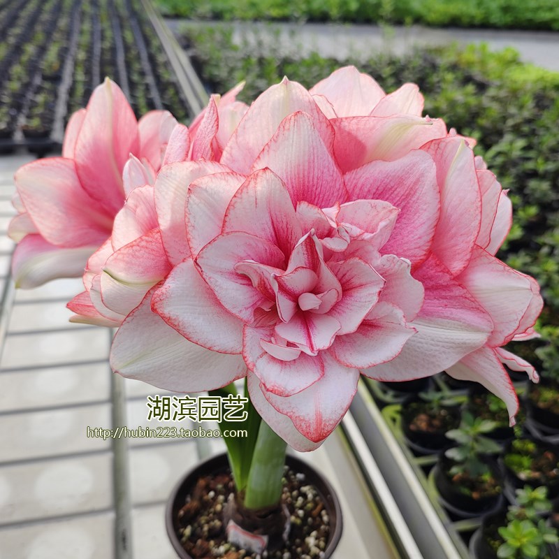 热销【湖滨园艺】蒂卡梦幻 秘鲁超美大花重瓣朱顶红孤挺花多年生