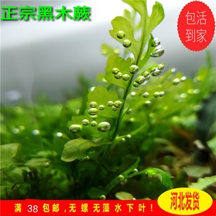 热销黑木蕨ada矮种黑木蕨懒人水草无须二氧化碳淡水阴性水草入缸