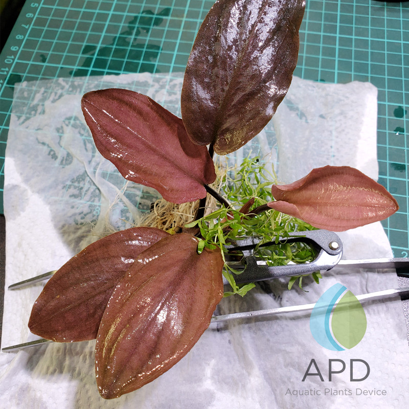 热销美波莉椒草 长叶美波利 水下叶无需二氧化碳鱼缸草缸造景阴性