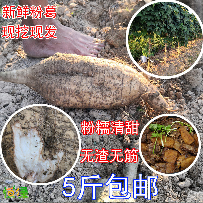 葛根新鲜粉葛煲汤黄葛清甜无渣筋起粉广东生葛根粤菜野生现挖5斤