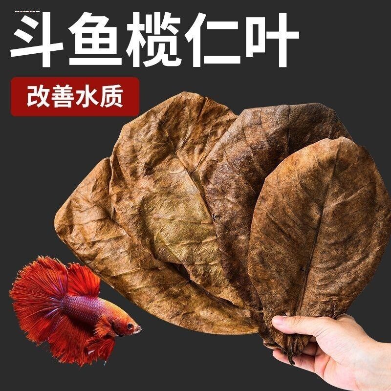 泰国斗鱼榄仁叶鱼缸ph调