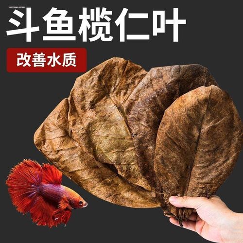 泰国斗鱼榄仁叶鱼缸ph调