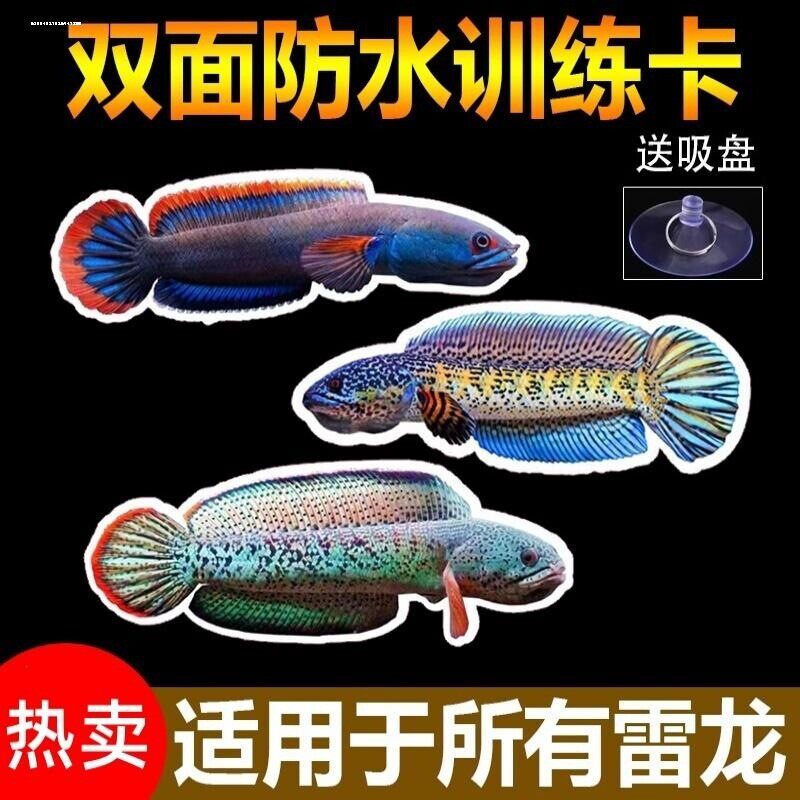 雷龙鱼观赏鱼双面防水加