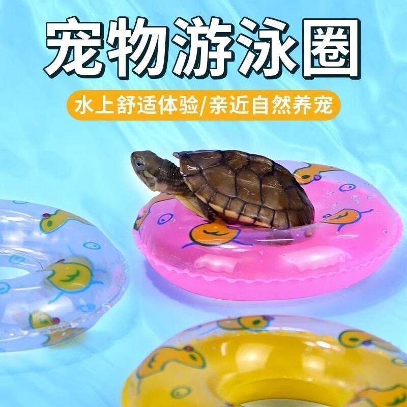 乌龟游泳圈小饲养缸造景
