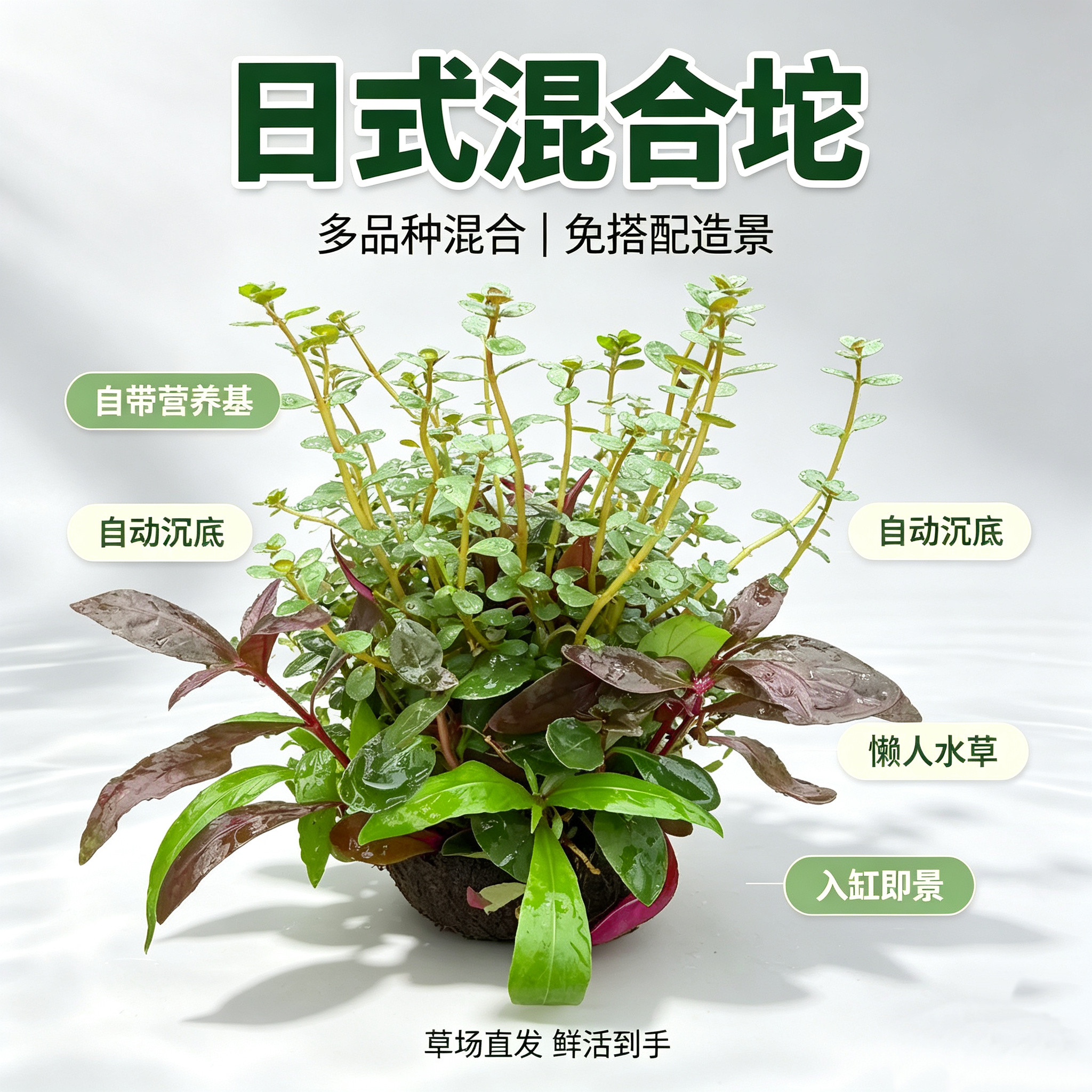 混合懒人日式大坨水草鱼缸造景