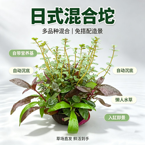 混合懒人日式大坨水草鱼缸造景