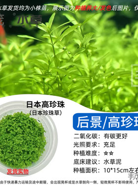 无菌杯阴性后景高珍珠水草