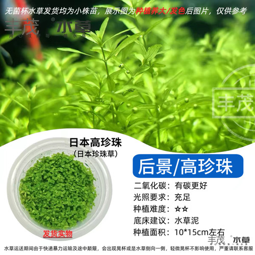无菌杯阴性后景高珍珠水草
