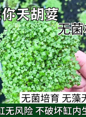 天湖荽集前景草无菌杯三列天胡养鱼鱼缸专用生态造景增氧水草净化