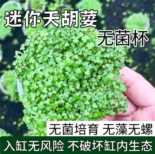 天湖荽无菌杯前景草净化鱼缸专用