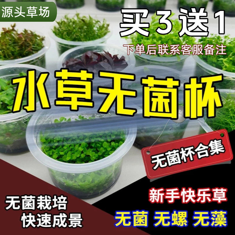 无菌杯水草大合集草缸造景鱼缸造景前景草坪矮珍珠高珍珠牛毛宫廷