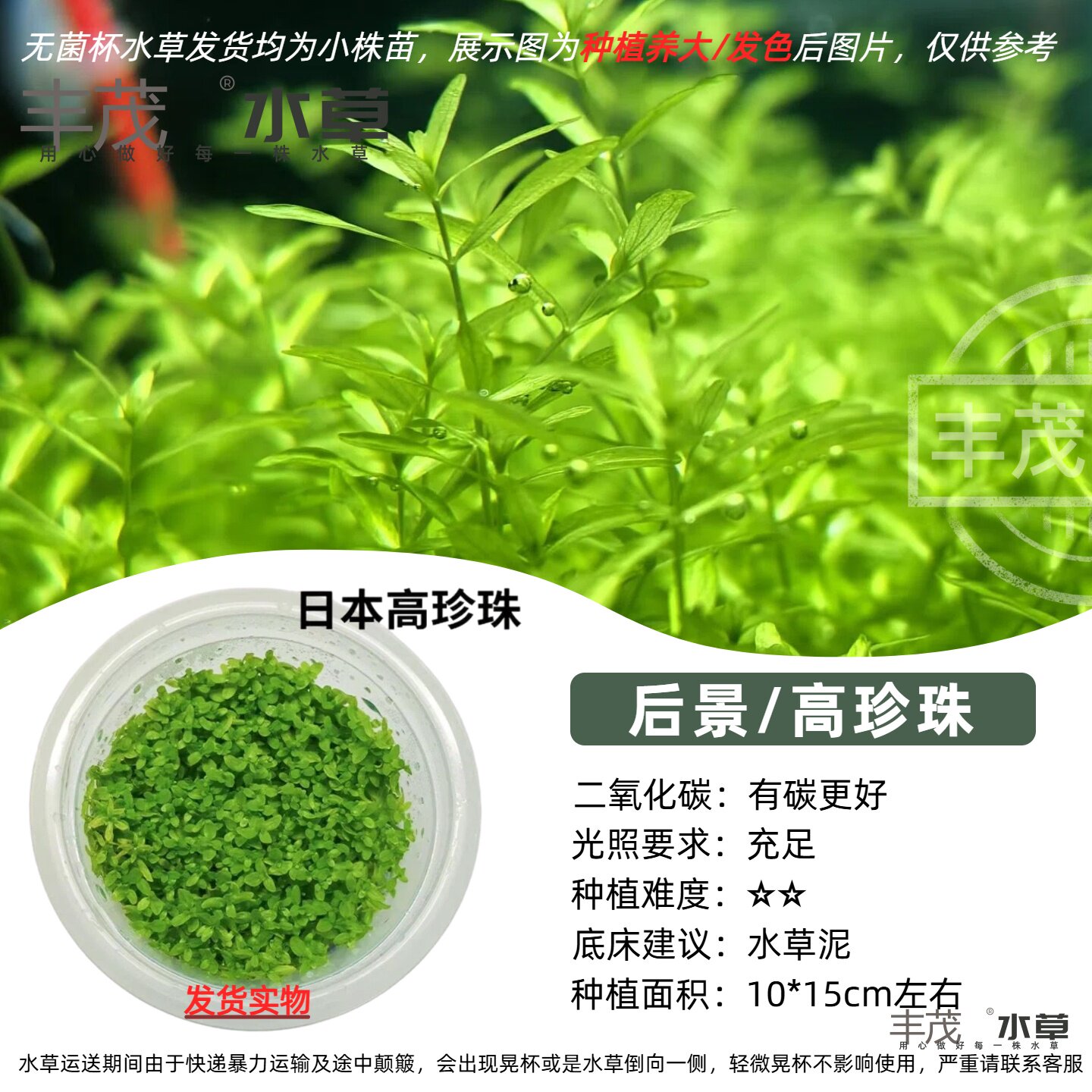无菌杯水草鱼缸造景植物新手中后景阴性淡水增氧真草日本高珍珠草
