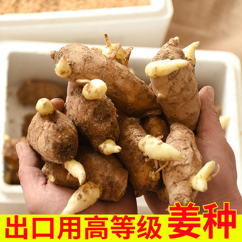 生姜种子价格 生姜种子图片 星期三