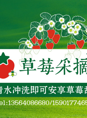 江浙沪顺丰包邮安食尚章姬红颜奶油草莓未用膨大剂化肥孕妇放心吃