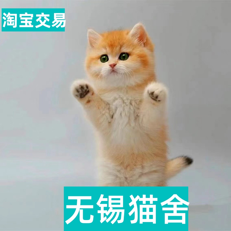 英短蓝猫蓝白幼猫金银渐层宠物乳白猫咪矮脚猫布偶猫缅因美短暹罗